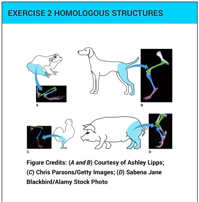 SOLVED: Exercise 2: Homologous Structures Figure Credits: (A And B ...