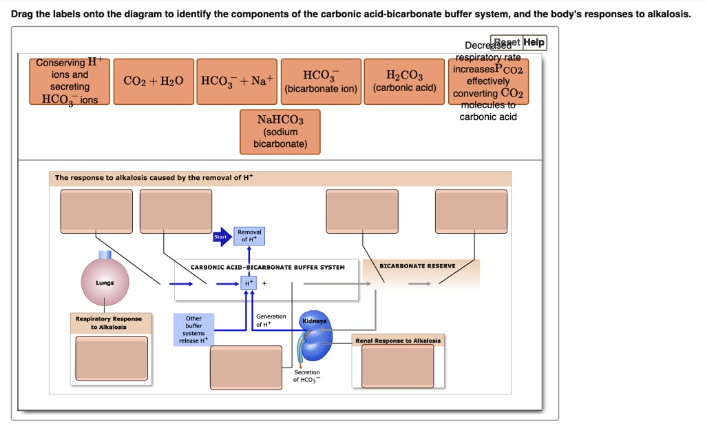 Drag The Labels Onto The Diagram To Identify The Components Of The