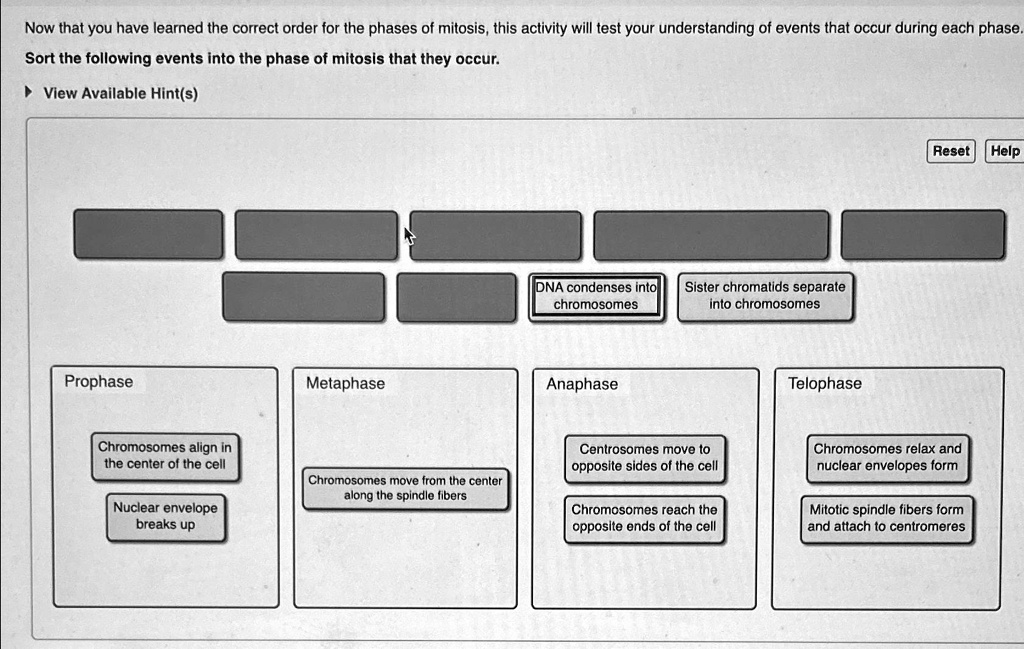 Now that you have learned the correct order for the phases of mitosis ...