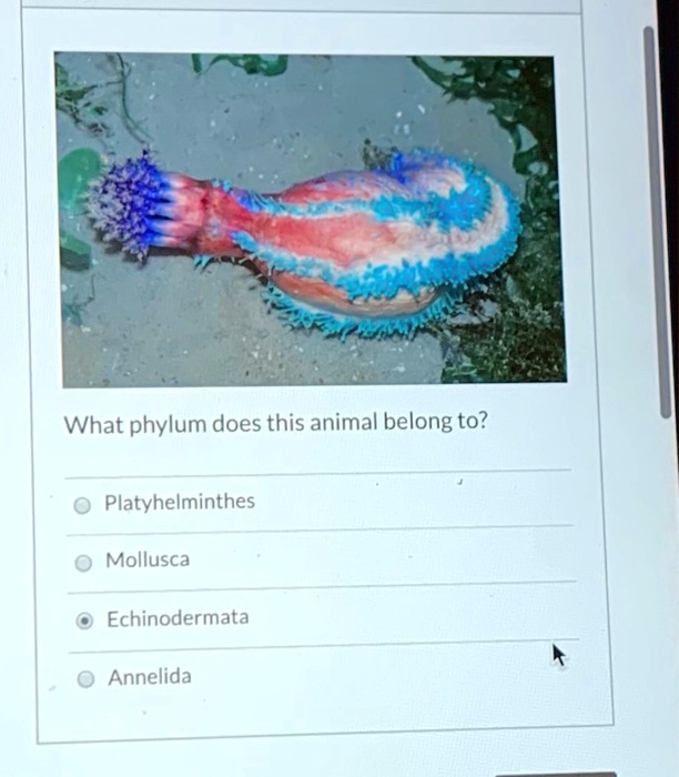 SOLVED: What phylum does this animal belong to? Platyhelminthes