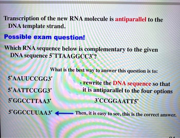 SOLVED Transcription of the new RNA molecule is antiparallel to the