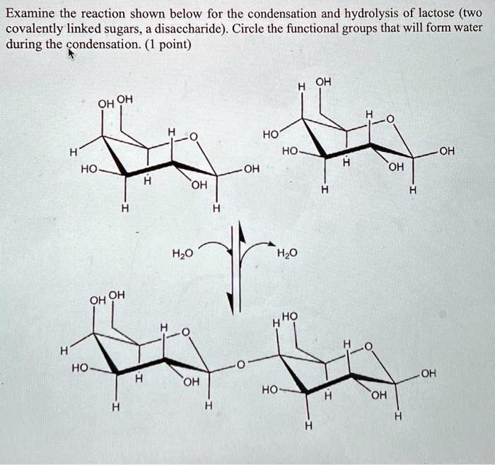 Examine the reaction shown below for the condensation and hydrolysis of