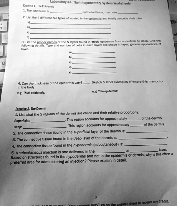 Laboratory #4: The Integumentary System Worksheets
Exercise 1. The Epidermis
1. The epidermis is  epithelial tissue; main role 
2. List the 4 different cell types of located in the epidermis and briefly describe their roles.
a)
b)
c)
d)
3. List the proper names of the 5 layers found in 'thick' epidermis from superficial to deep. Give the
following details: Type and number of cells in each layer; cell shape in layer; general appearance of
layer.
a)
b)
c)
d)
e)
4. Can the thickness of the epidermis vary?  Sketch     label examples of where this may occur
in the body.
e.g. Thick epidermis:
e.g. Thin epidermis:
Exercise 2. The Dermis
1. List what the 2 regions of the dermis are called and their relative proportions.
Superficial:  This region accounts for approximately  of the dermis.
Deep:  This region accounts for approximately  of the dermis.
2. The connective tissue found in the superficial layer of the dermis is:
3. The connective tissue found in the deep layer of the dermis is:
4. The connective tissue found in the hypodermis (subcutaneous) is:
5. A subcutaneous injection is one delivered in the  or  layer.
Based on structures found in the hypodermis and not in the epidermis or dermis, why is this often a
preferred area for administering an injection? Please explain in detail.