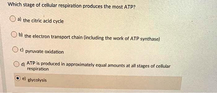 Which stage of cellular respiration produces the most ATP?

a) the citric acid cycle

b) the electron transport chain (including the work of ATP synthase)

c) pyruvate oxidation

d) ATP is produced in approximately equal amounts at all stages of cellular respiration

e) glycolysis