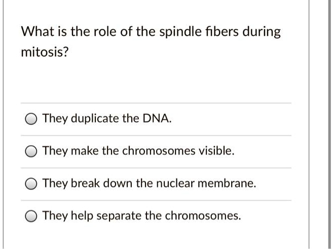 what is the role of the spindle fibers during mitosis they duplicate ...