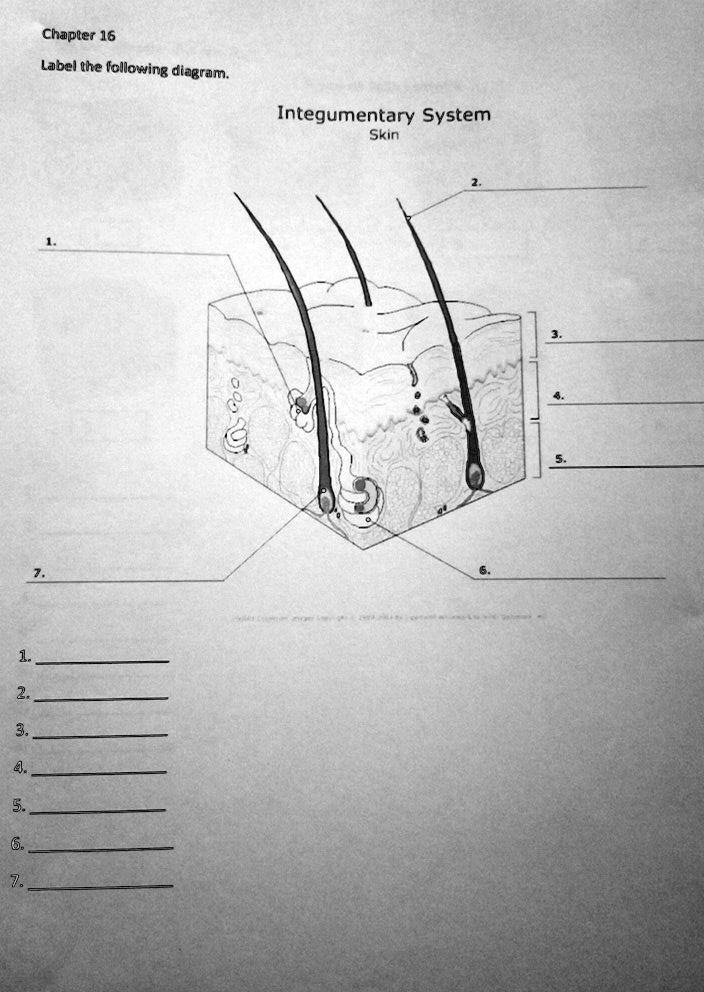 Chapter 16 Label the following diagram. Integumentary System Skin ...