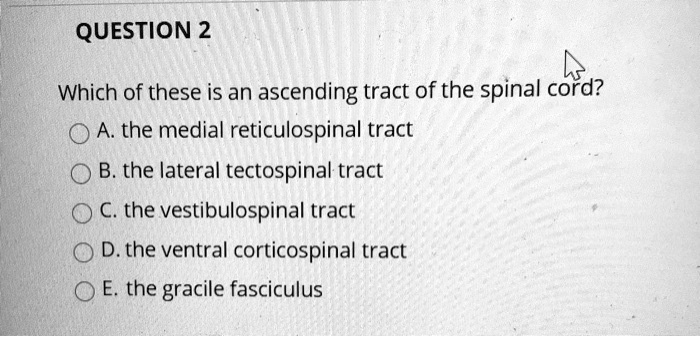 Which of these is an ascending tract of the spinal cord?
A. the medial reticulospinal tract
B. the lateral tectospinal tract
C. the vestibulospinal tract
D. the ventral corticospinal tract
E. the gracile fasciculus