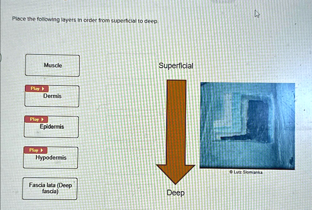 SOLVED: Place the following layers in order from superficial to deep ...