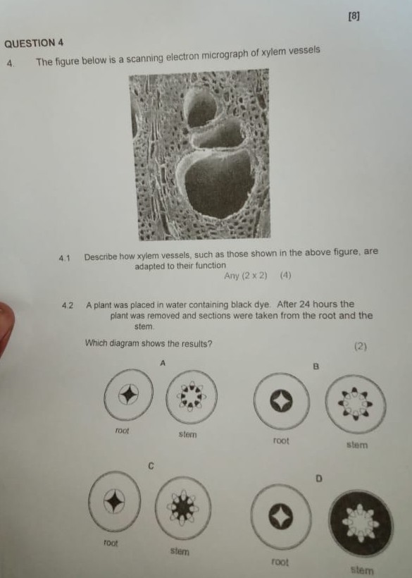 [8] QUESTION 4 4. The figure below is a scanning electron micrograph of ...