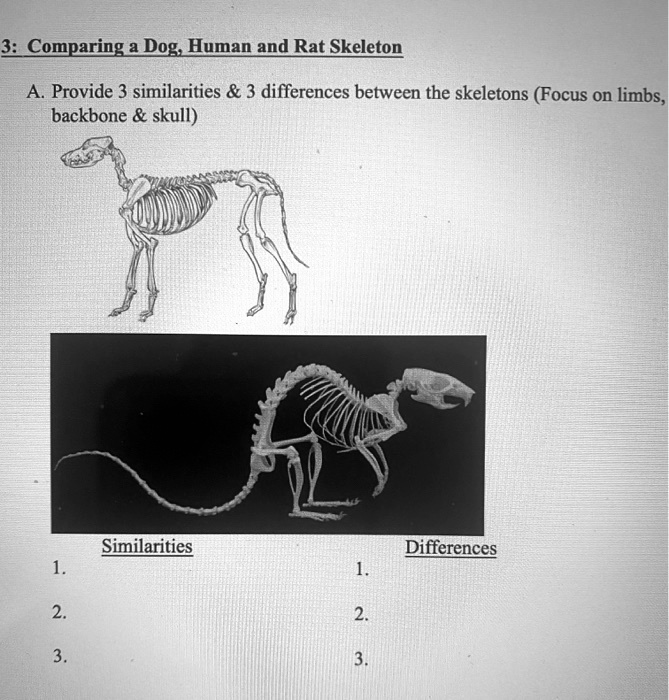 SOLVED: 3: Comparing a Dog: Human and Rat Skeleton Provide 3