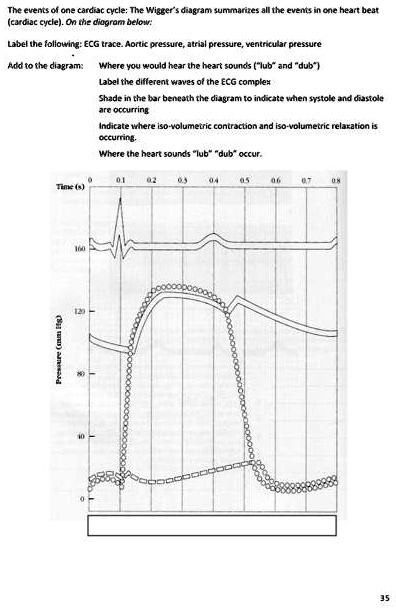 The events of one cardiac cycle: The Wigger's diagram summarizes all ...