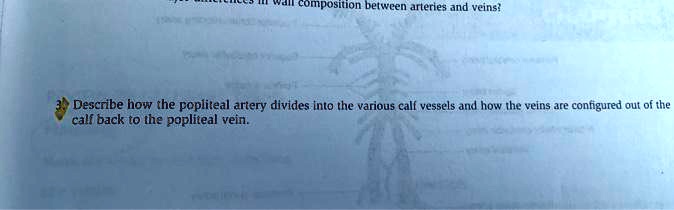 Describe how the popliteal artery divides into the various calf vessels and how the veins are configured out of the calf back to the popliteal vein.