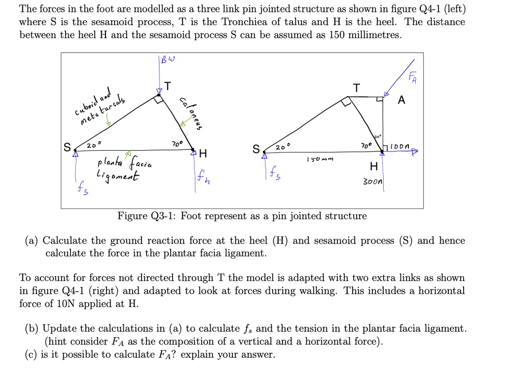 SOLVED: The forces in the foot are modelled as a three link pin jointed ...