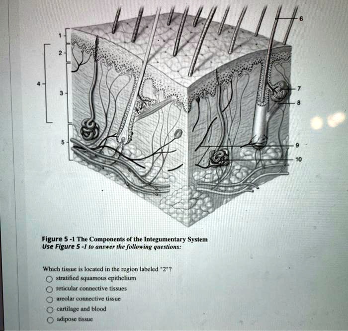 SOLVED: Figure 5-1: The Components of the Integumentary System Use ...