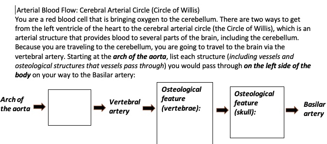 SOLVED: Arterial Blood Flow: Cerebral Arterial Circle (Circle of Willis ...