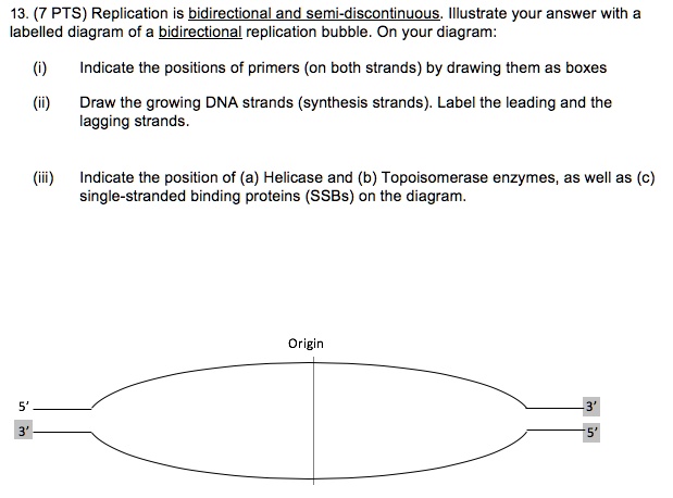 SOLVED: 13. (7 PTS) Replication is bidirectional and semi-discontinuous ...