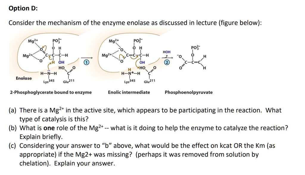 Option D:

Consider the mechanism of the enzyme enolase as discussed in lecture (figure below):

Mg2+ PO3^2- O H C-C-C-H H OH HO O H-N-H C Lys345 Glu211 Enolase
2-Phosphoglycerate bound to enzyme

Mg2+ PO3^2- O H C=C-C-H OH HO O H-N+-H C Lys345 Glu211 Enolic intermediate

HOH PO3^2- O O=C-C=C H H Phosphoenolpyruvate

(a) There is a Mg2+ in the active site, which appears to be participating in the reaction. What type of catalysis is this?
(b) What is one role of the Mg2+ – what is it doing to help the enzyme to catalyze the reaction? Explain briefly.
(c) Considering your answer to "b" above, what would be the effect on kcat OR the Km (as appropriate) if the Mg2+ was missing? (perhaps it was removed from solution by chelation). Explain your answer.