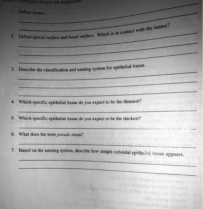 solved-1-define-lumen-2-which-specific-epithelial-tissue-do-you