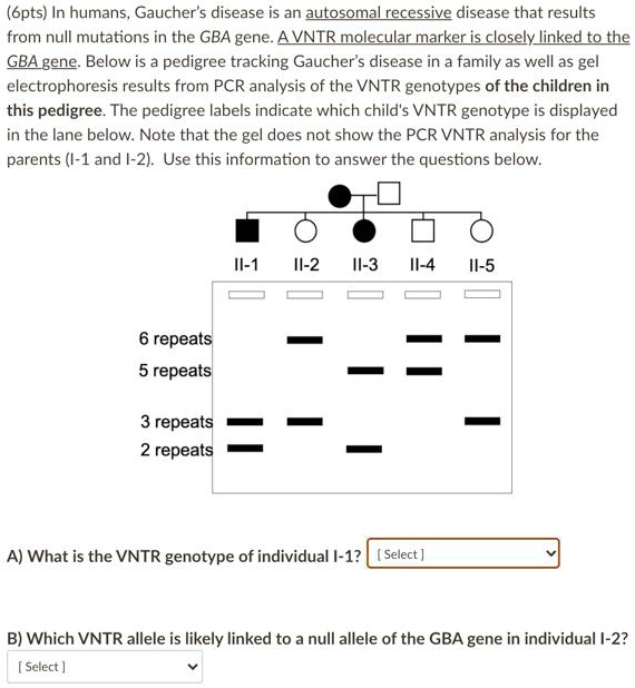 SOLVED: In humans, Gaucher's disease is an autosomal recessive disease ...