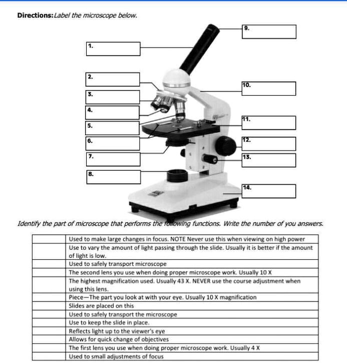 Using A Compound Light Microscope Worksheet Answers Shelly Lighting