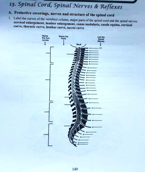 SOLVED: 13. Spinal Cord, Spinal Nerves Reflexes A. Protective coverings ...