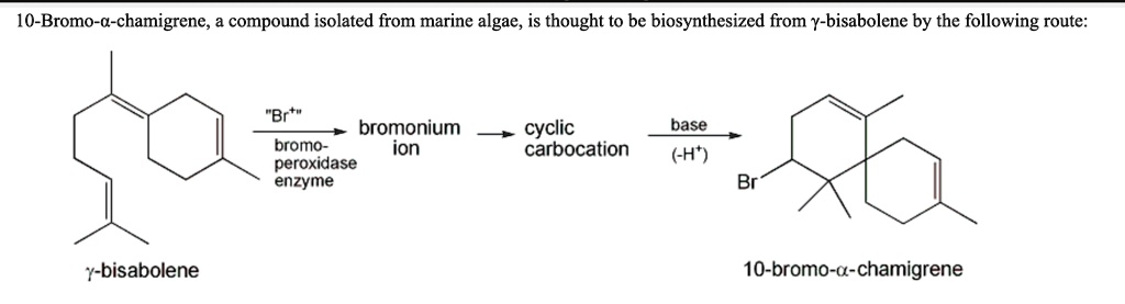 10-Bromo-?-chamigrene, a compound isolated from marine algae, is thought to be biosynthesized from ?-bisabolene by the following route:

?-bisabolene

"Br+"
bromo-peroxidase enzyme

bromonium ion

cyclic carbocation

base (-H+)

Br

10-bromo-?-chamigrene