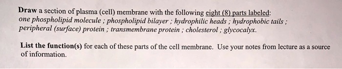 Draw a section of plasma (cell) membrane with the following eight (8 ...