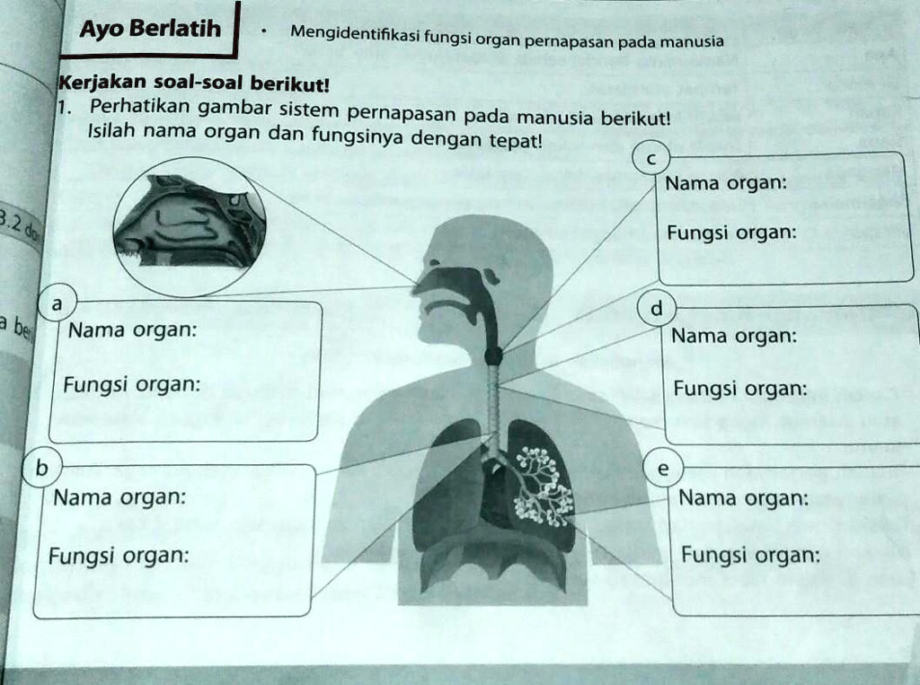 SOLVED: Isilah Nama Organ Dan Fungsinnya Dengan Tepat! Ayo Berlatih ...