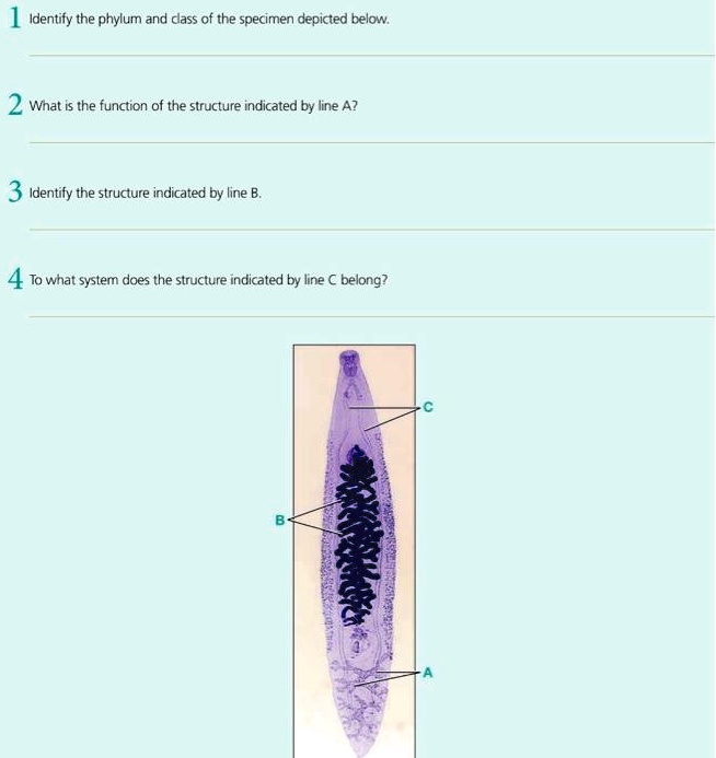 1 Identify the phylum and class of the specimen depicted below.
2 What is the function of the structure indicated by line A?
3 Identify the structure indicated by line B.
4 To what system does the structure indicated by line C belong?
