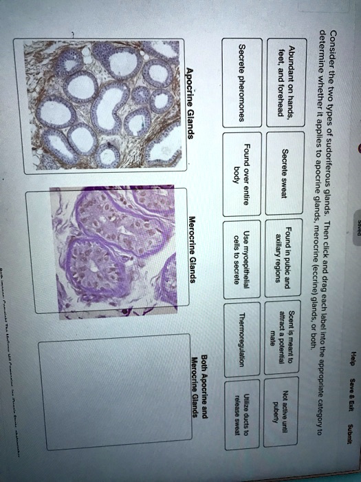 SOLVED Apocrine Glands secrete pheromones on the feet and forehead