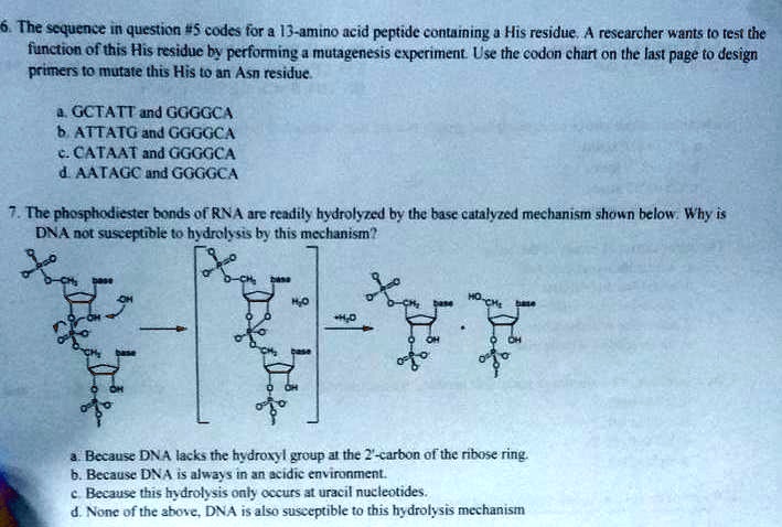 SOLVED: The sequence in question #codes for a 13-amino acid peptide ...