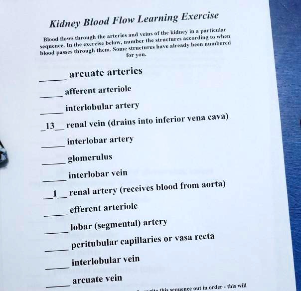 SOLVED Kidney Blood Flow Learning Exercise Blood flows through the