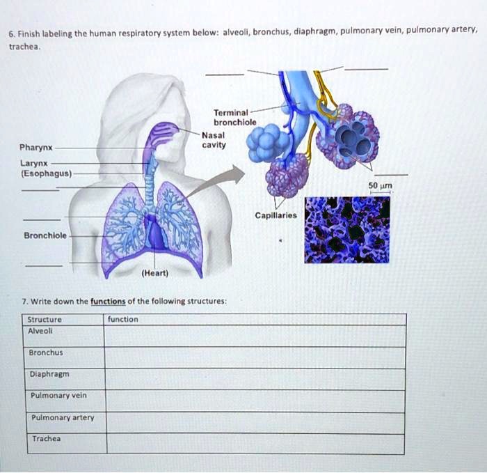 6. Finish labeling the human respiratory system below: alveoli, bronchus, diaphragm, pulmonary vein, pulmonary artery, trachea.
Terminal bronchiole
Nasal cavity
Pharynx
Larynx
(Esophagus)
50 m
Capillaries
Bronchiole
(Heart)
7. Write down the functions of the following structures:
Structure
function
Alveoli
Bronchus
Diaphragm
Pulmonary vein
Pulmonary artery
Trachea