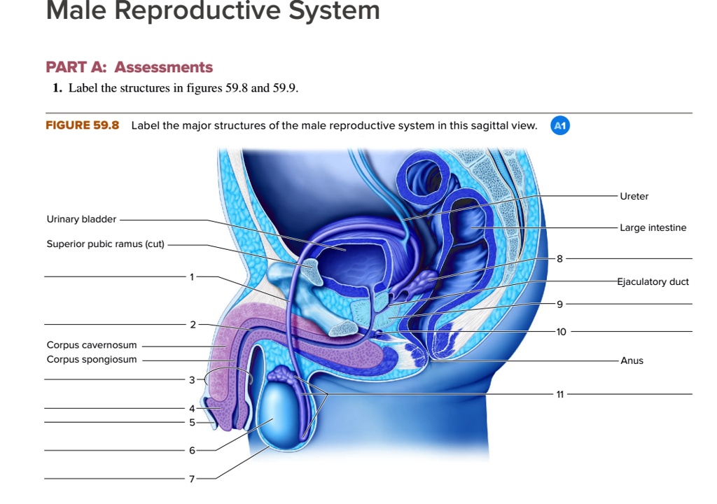 Solved Male Reproductive System Part A Assessments 1 Label The