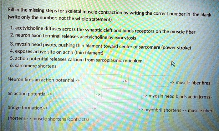 Fill in the missing steps for skeletal muscle contraction by writing the correct number in the blank (write only the number; not the whole statement).

1. acetylcholine diffuses across the synaptic cleft and binds receptors on the muscle fiber
2. neuron axon terminal releases acetylcholine by exocytosis
3. myosin head pivots, pushing thin filament toward center of sarcomere (power stroke)
4. exposes active site on actin (thin filament)
5. action potential releases calcium from sarcoplasmic reticulum
6. sarcomere shortens

Neuron fires an action potential -> [ ] -> [ ] -> muscle fiber fires an action potential -> [ ] -> [ ] -> myosin head binds actin (cross-bridge formation) -> [ ] -> [ ] -> myofibril shortens -> muscle fiber shortens -> muscle shortens (contracts)