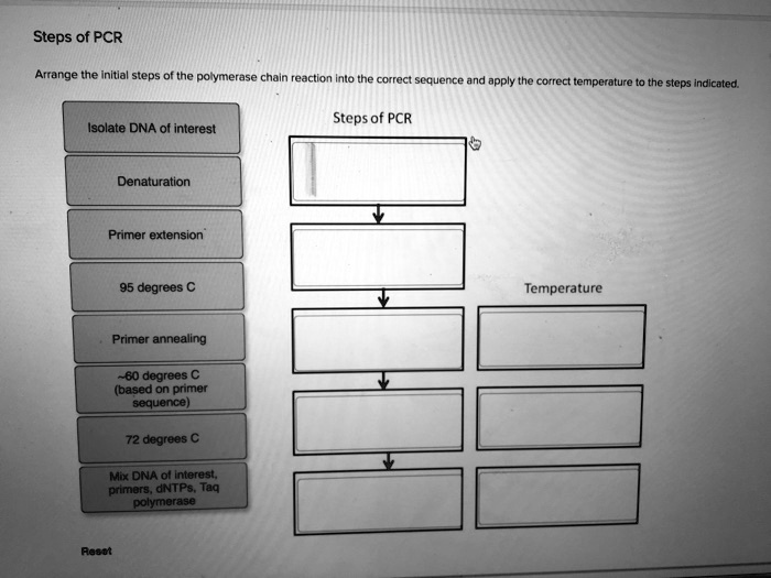 Steps of PCR Arrange the initial steps of the polymerase chain reaction ...