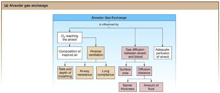 (a) Alveolar gas exchange Alveolar Gas Exchange is influenced by O ...