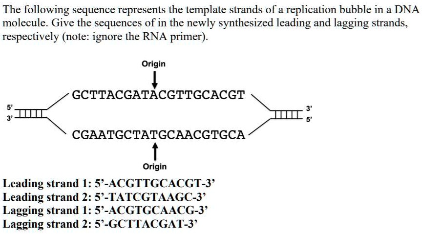 Solved The Following Sequence Represents The Template Strands Of A