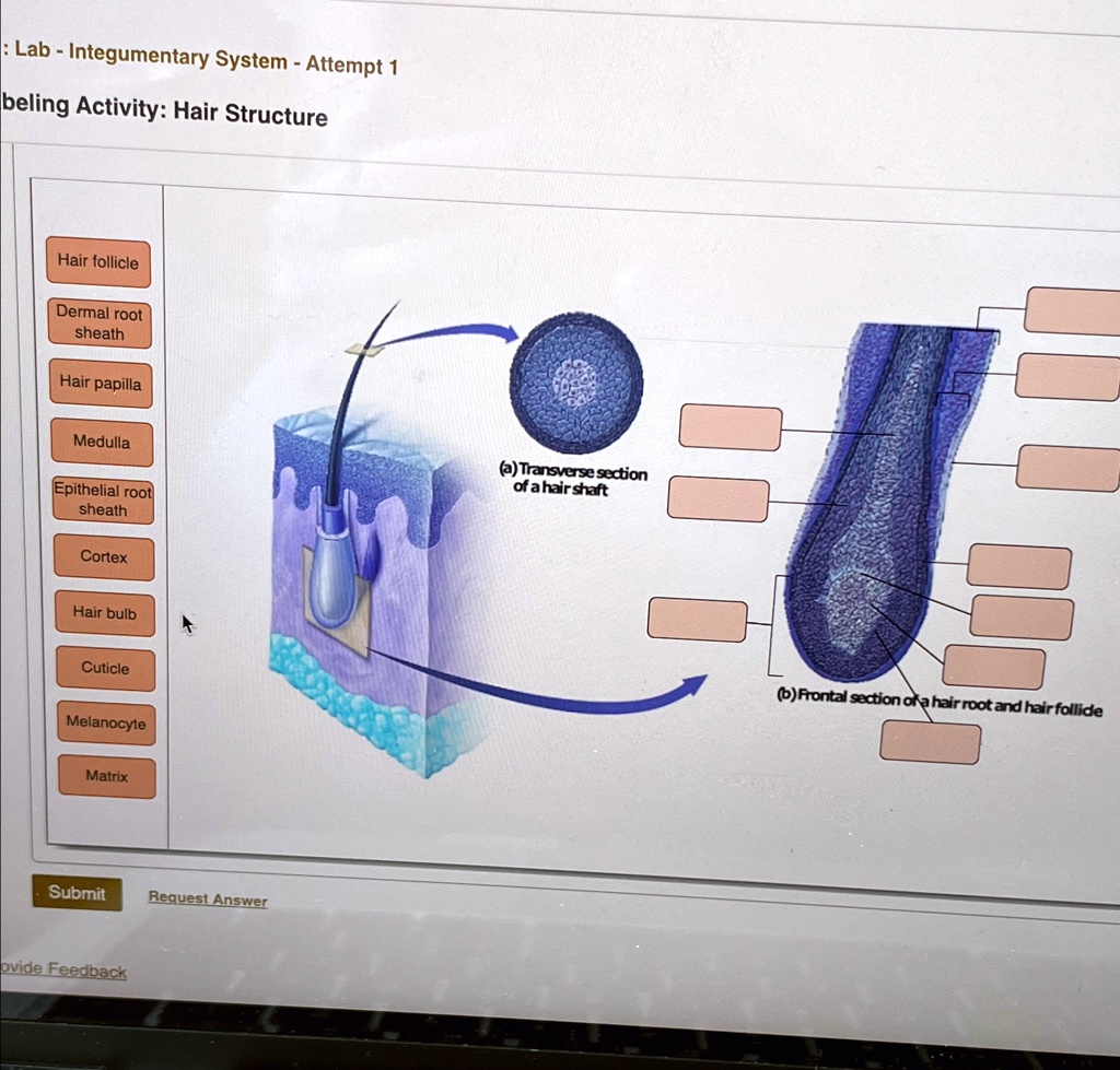 lab integumentary system attempt 1 labeling activity hair structure ...