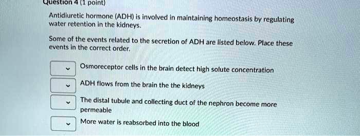 Antidiuretic hormone (ADH) is involved in maintaining homeostasis by regulating water retention in the kidneys. Some of the events related to the secretion of ADH are listed below. Place these events in the correct order.
Osmoreceptor cells in the brain detect high solute concentration
ADH flows from the brain the the kidneys
The distal tubule and collecting duct of the nephron become more permeable
More water is reabsorbed into the blood