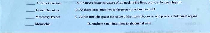 Greater Omentum
Lesser Omentum
Mesentery Proper
Mesocolon
A. Connects lesser curvature of stomach to the liver; protects the porta hepatis.
B. Anchors large intestines to the posterior abdominal wall
C. Apron from the grater curvature of the stomach; covers and protects abdominal organs
D. Anchors small intestines to abdominal wall.