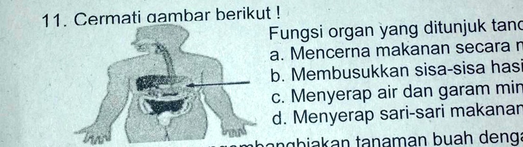 SOLVED: Fungsi Organ Yang Ditunjuk Tanda Panah Adalaha. Mencerna ...