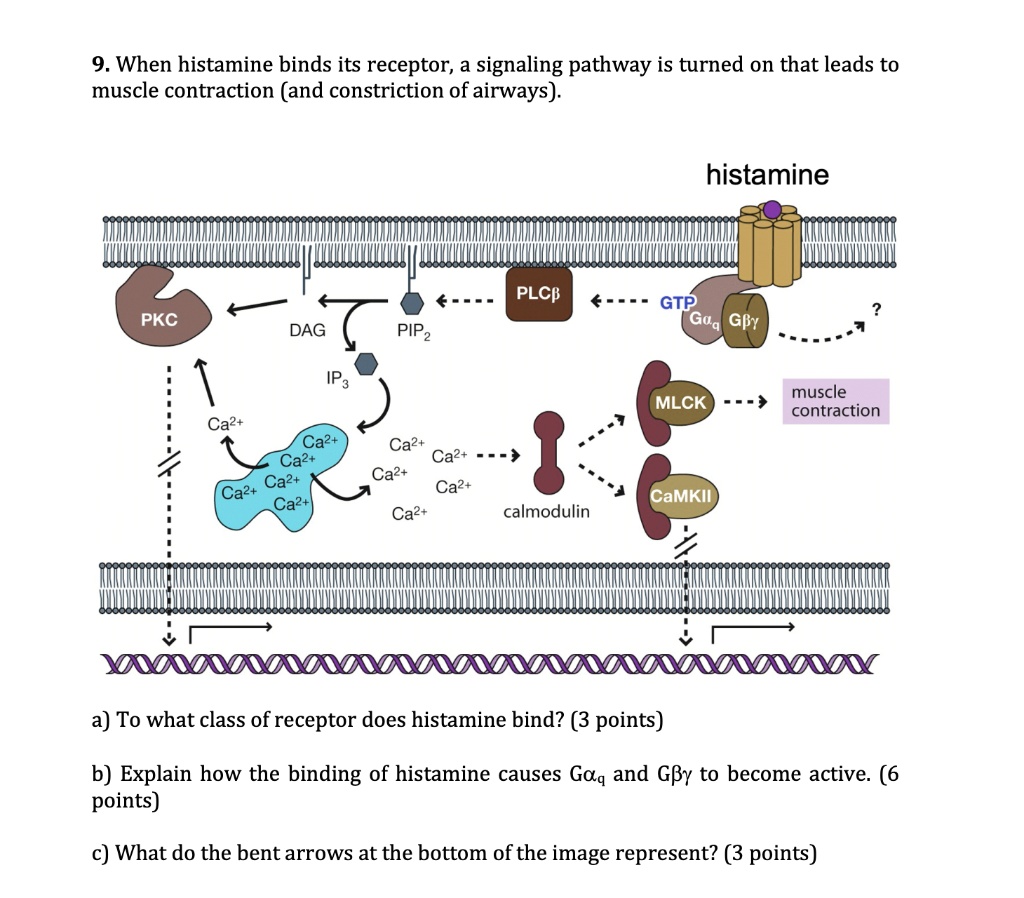 SOLVED 9. When histamine binds its receptor; a signaling pathway is turned on that leads to