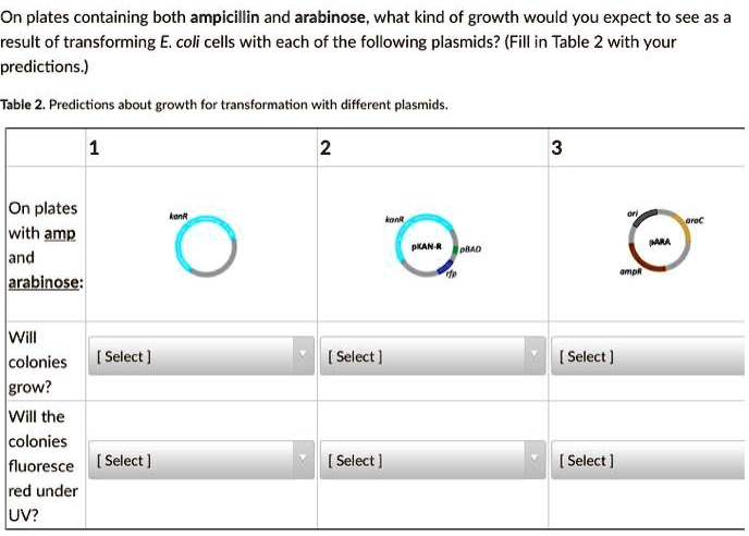 On plates containing both ampicillin and arabinose, what kind of growth would you expect to see as a result of transforming E. coli cells with each of the following plasmids? (Fill in Table 2 with your predictions.)

Table 2. Predictions about growth for transformation with different plasmids.

1
On plates with amp and arabinose:
kanR

2
kanR
pKAN-R pBAD
rfp

3
ori araC
pARA
ampR

Will colonies grow?
[ Select ]
[ Select ]
[ Select ]

Will the colonies fluoresce red under UV?
[ Select ]
[ Select ]
[ Select ]