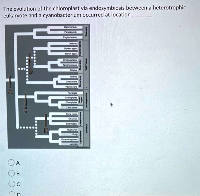 SOLVED: The evolution of the chloroplast via endosymbiosis between a ...