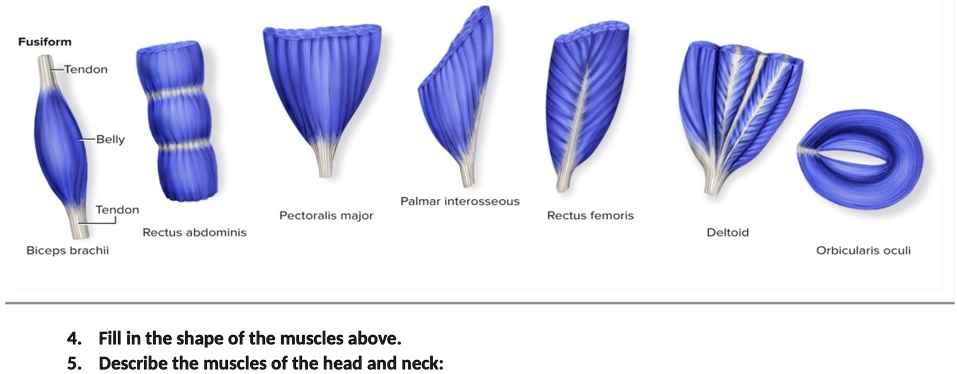 SOLVED: 'Fusiform Tendon Belly Palmar Interosseous Tendon Pectoralis
