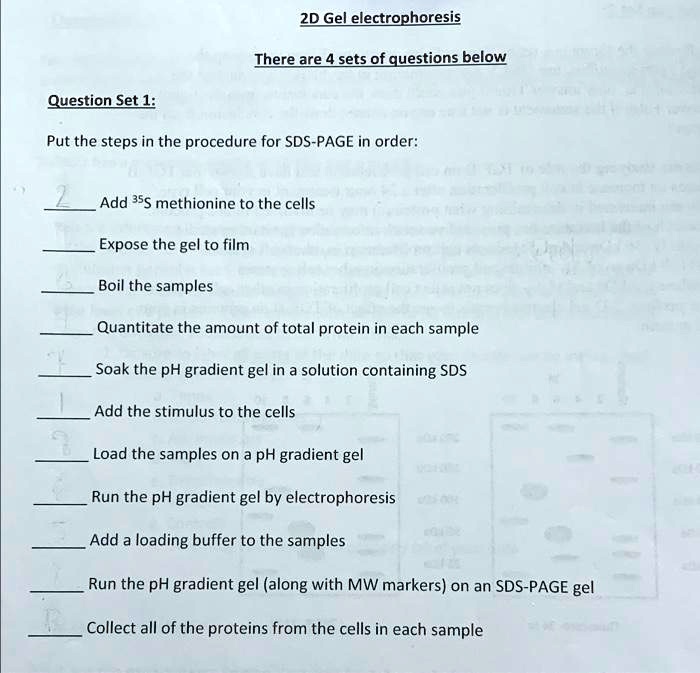 SOLVED ZD Gel electrophoresis There are 4 sets of questions below