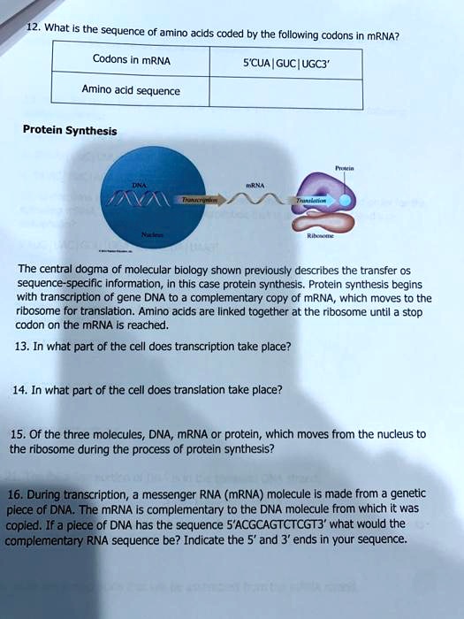 SOLVEDWhat Is the sequence of amino acids coded by the following