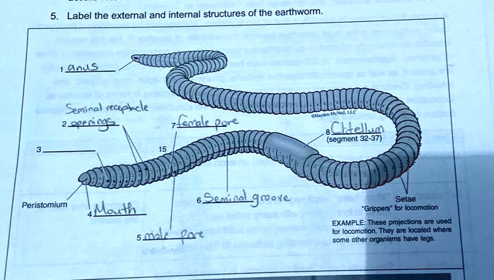 SOLVED: Label the external and internal structures of the earthworm. Dorsal  Seminal vesicle Esophagus Crop Hepatopancreas Intestine Setae: Green  bristle-like structures used for locomotion. They are located on the  ventral side where