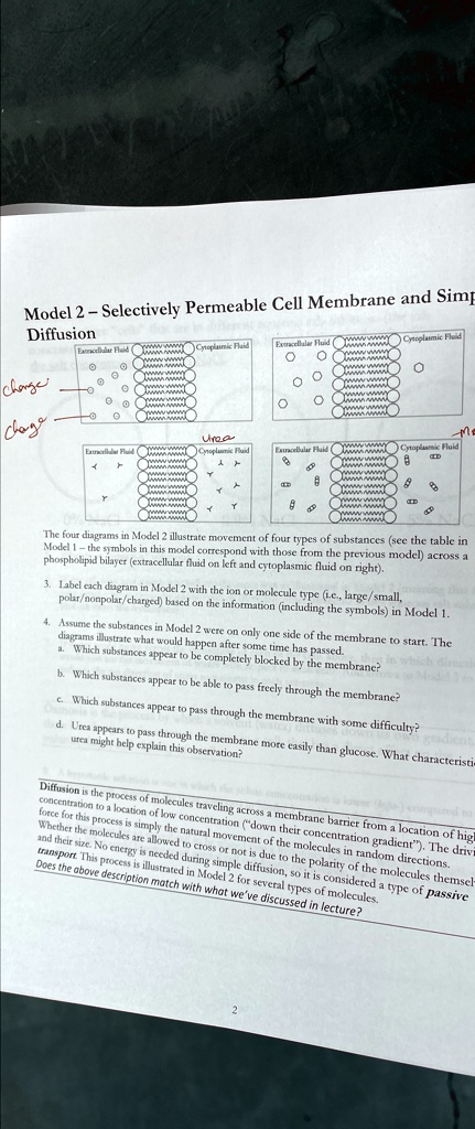 Model 2 selectively permeable cell membrane and simple...